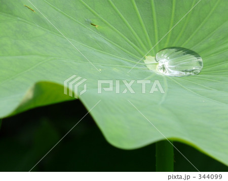 花 植物 蓮