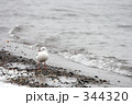 水鳥と波