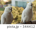 キバタン１４
