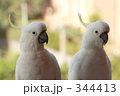 キバタン２０