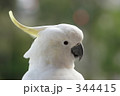 キバタン21 キバタン21