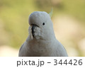 キバタン17 キバタン17