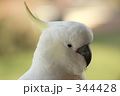 キバタン13 キバタン13