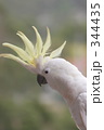 キバタン２６