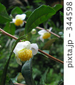 茶花