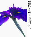 野花菖蒲