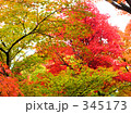 京都の紅葉