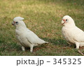 テンジクバタン２