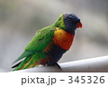 ナナイロインコ１