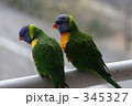 ナナイロインコ２