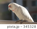 テンジクバタン１