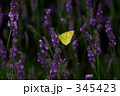モンキチョウ