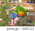 ナナイロインコ３