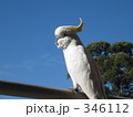 キバタン２９