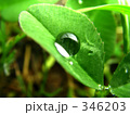 エコロジーな植物の葉と水（水滴）