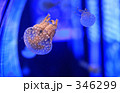 クラゲ