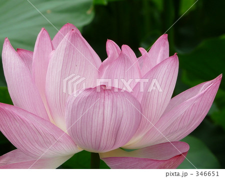 花 桃色 蓮