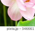 346661