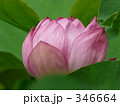 346664