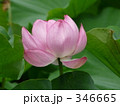 346665