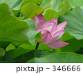 346666