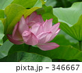 346667