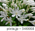 346668