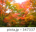 京都の紅葉