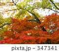 京都の紅葉
