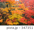 京都の紅葉