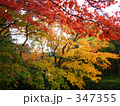 京都の紅葉