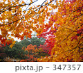 京都の紅葉