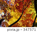 京都の紅葉