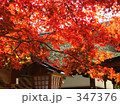 京都の紅葉