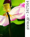 Lotus flower