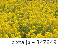 春来たる