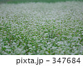 そば畑