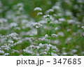 蕎麦の花
