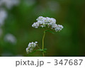 蕎麦の花