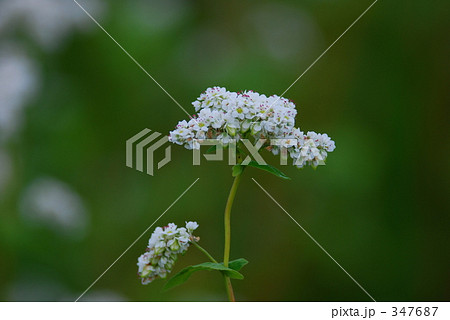 「蕎麦の花」の写真素材 「蕎麦の花」の写真素材