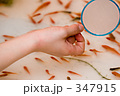 金魚を狙う