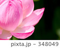 Lotus flower 2