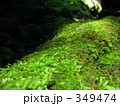 倒木は苔の道