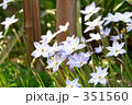 花韮