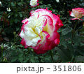 薔薇を撮ってみました。