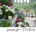 紫陽花（あじさい）を撮りました。
