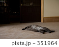 仰向けに眠る猫