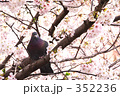 鳩と桜