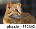 アムールヤマネコ