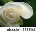 白いバラ